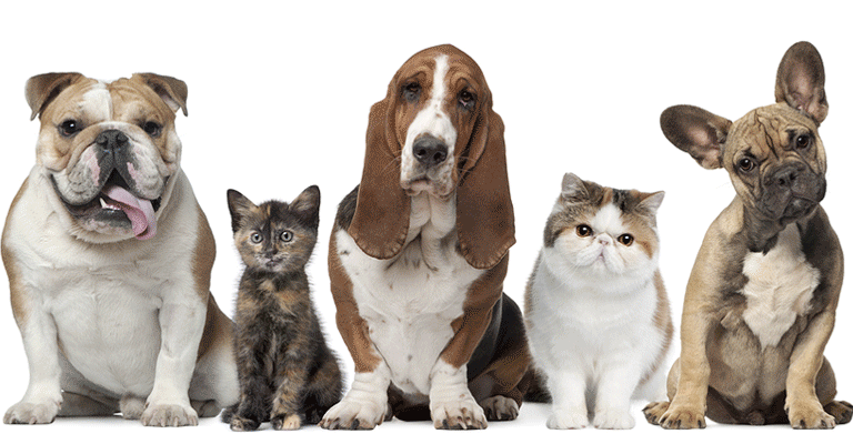 A group of dogs and cats are sitting next to each other on a white background.