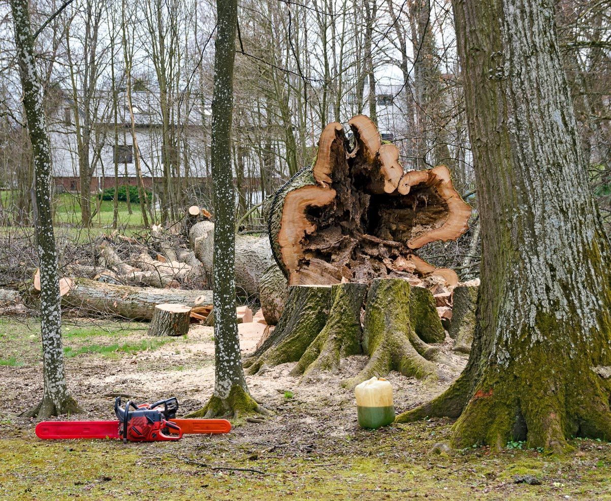 Chainsaw next to a large, hollowed-out tree stump in a wooded area. A house is visible in the background.
