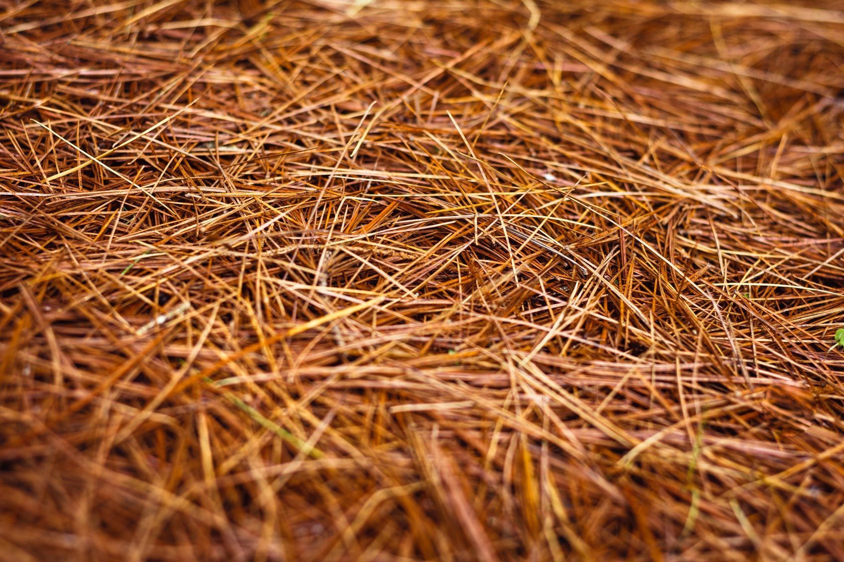 Dry, brown pine needles covering the ground.