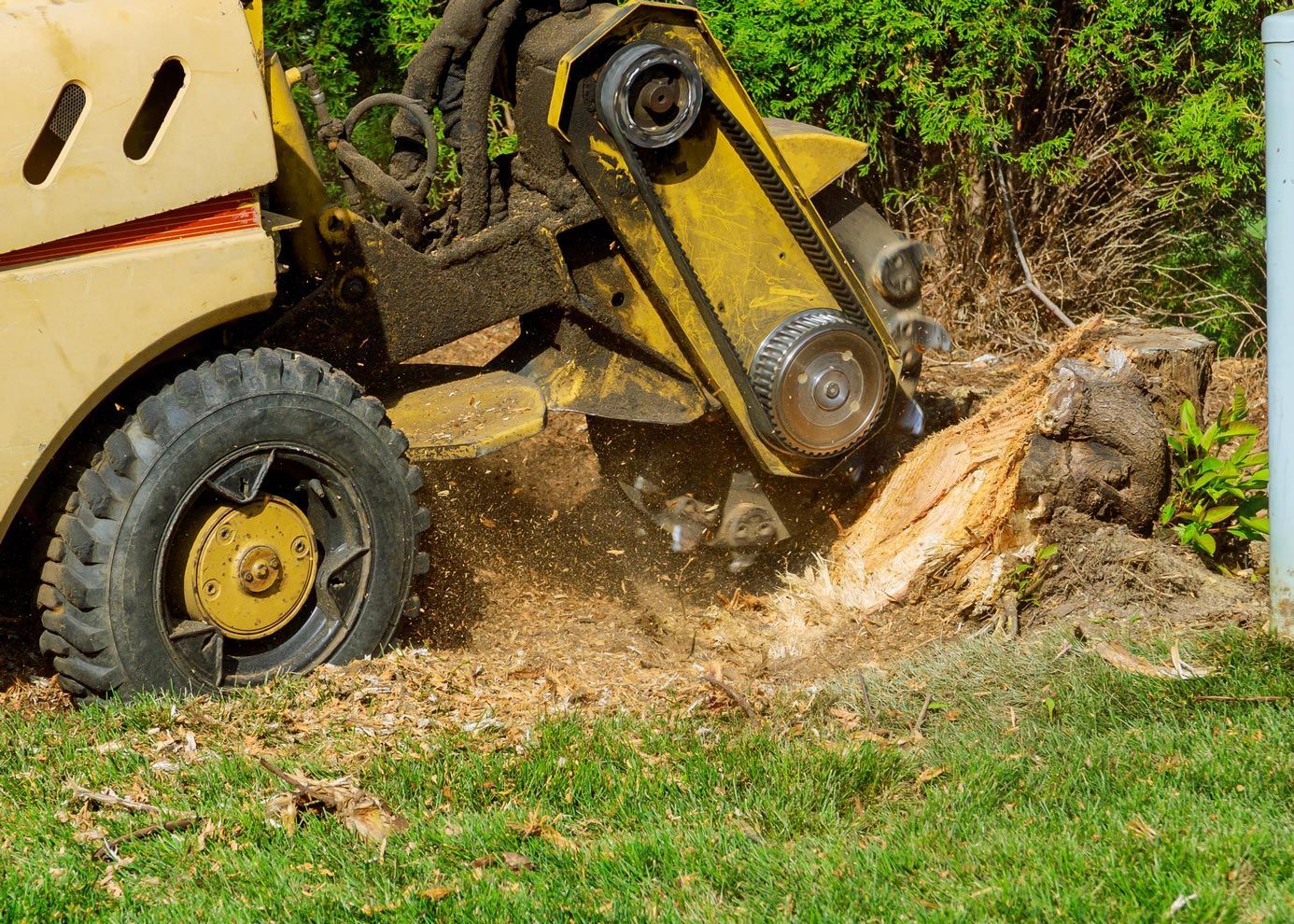 A yellow stump grinder grinding a tree stump, creating wood chips on green grass.