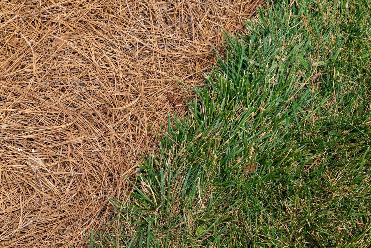 Brown pine needles and healthy green grass.