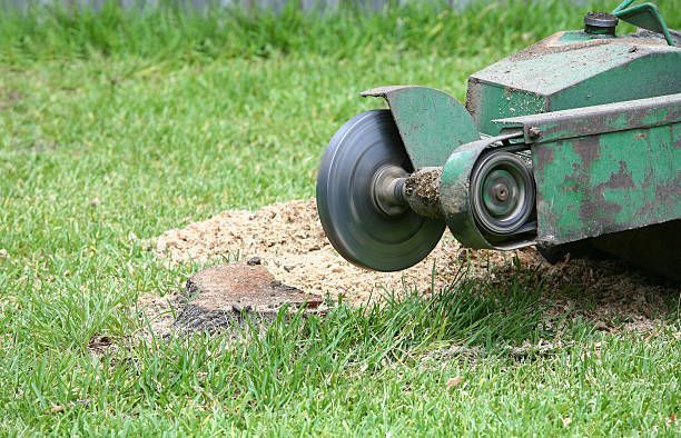 Stump grinder grinding a tree stump in a grassy yard. Green machine with spinning blade, wood chips.