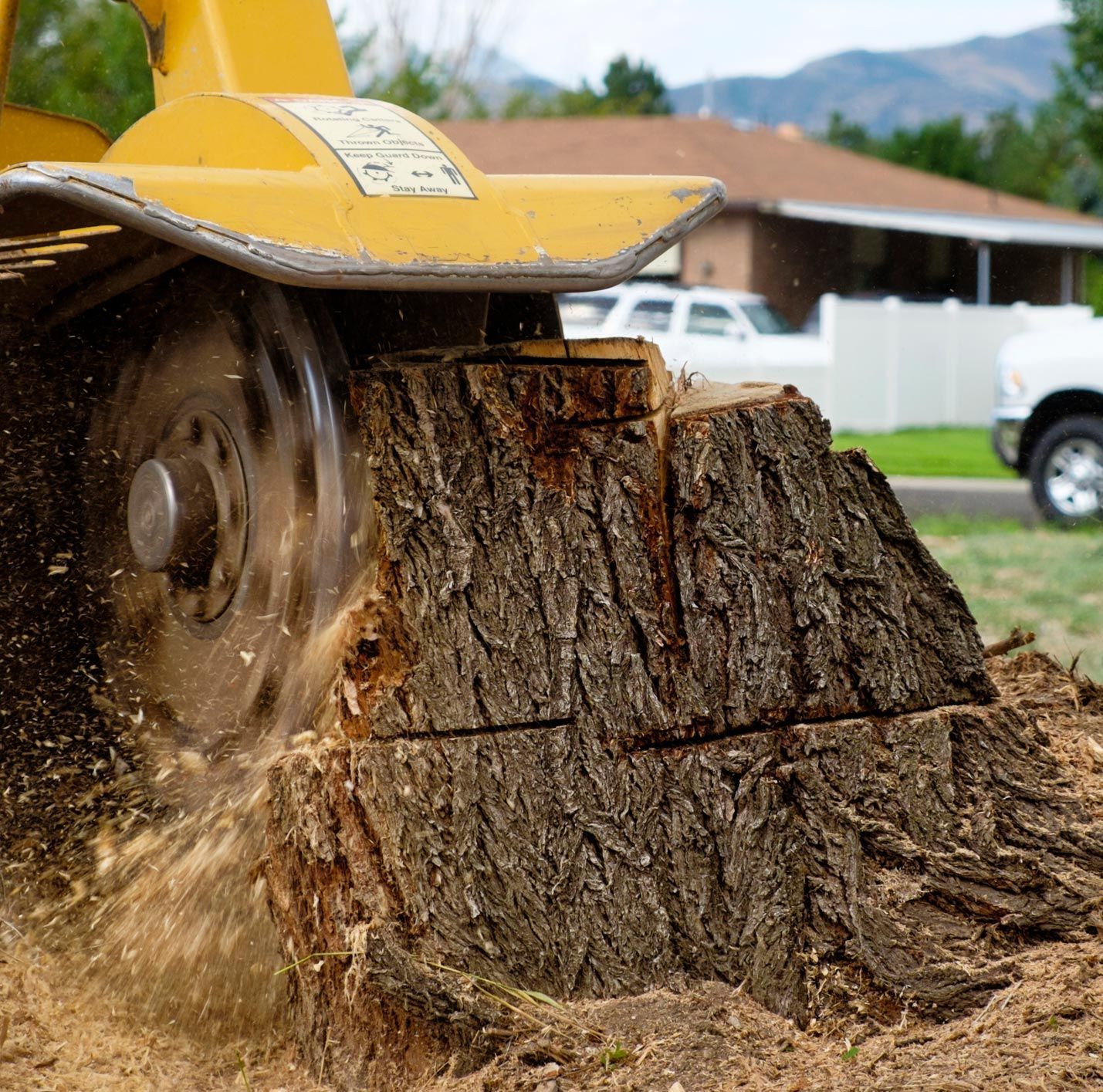 Yellow stump grinder grinding a large tree stump in a yard; sawdust flies.