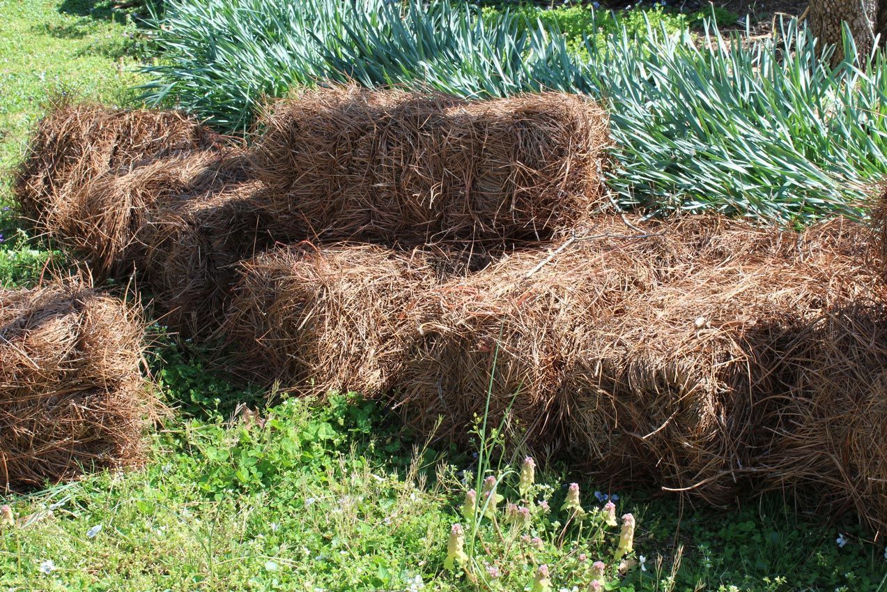 Hay bales on green grass, with tall green plants in the background.