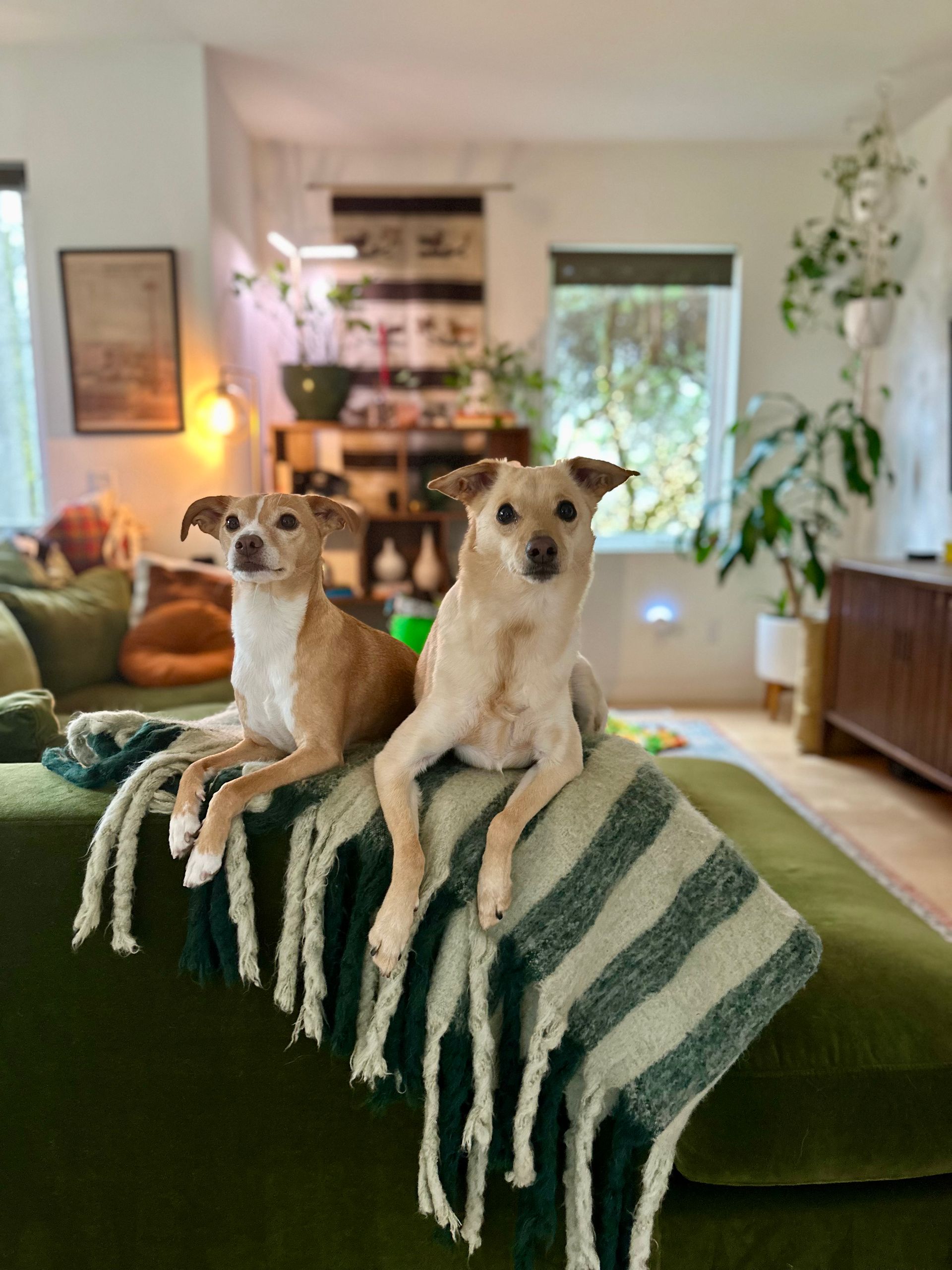 Two dogs sit on a green blanket draped over a green couch in a cozy, plant-filled living room.