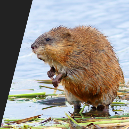 A beaver is standing in the water with its mouth open.