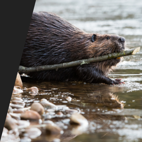 A beaver is holding a stick in its mouth in the water.