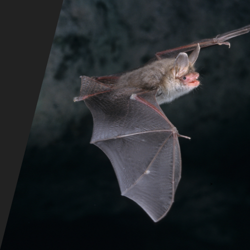 A bat is flying through the air with its mouth open.