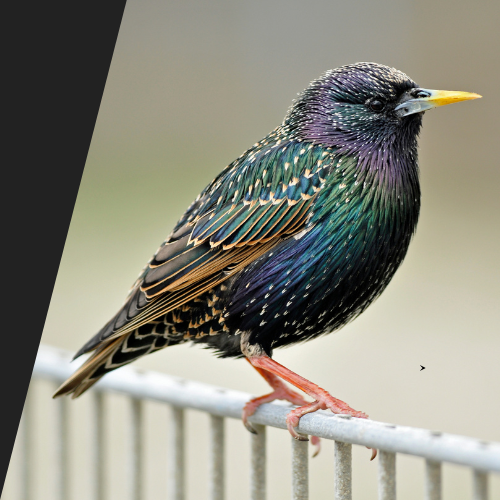 A bird with a yellow beak is perched on a railing