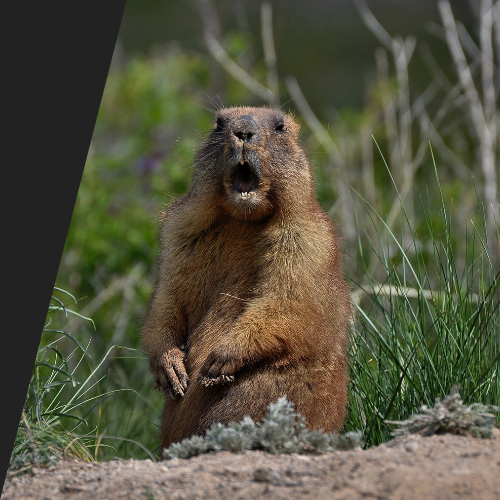 A ground squirrel is standing in the grass with its mouth open