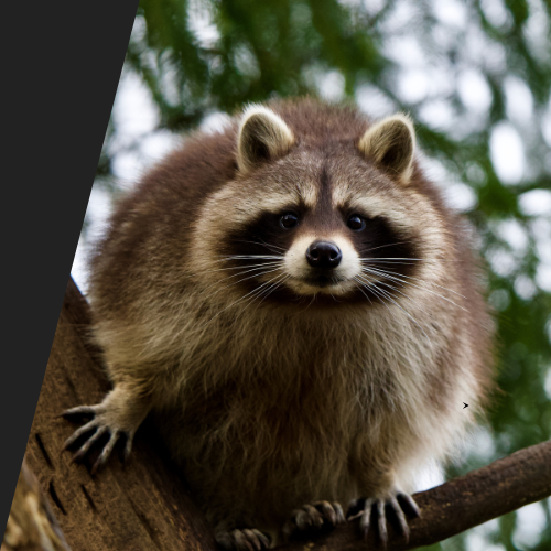 A raccoon is sitting on a tree branch looking at the camera