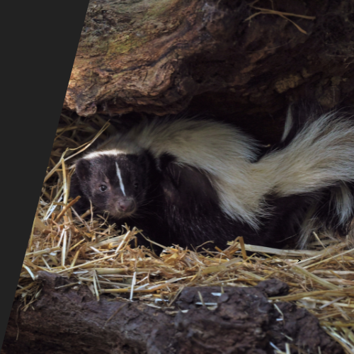 A black and white skunk is laying in a pile of hay