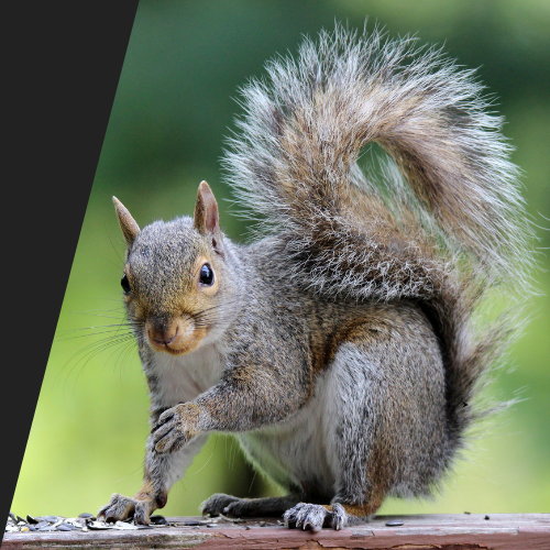A squirrel is sitting on a wooden post eating seeds.