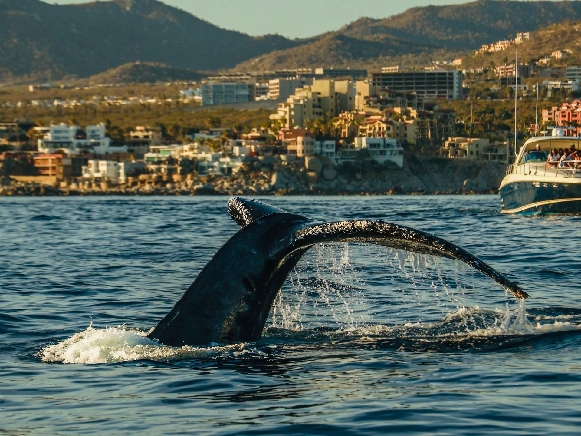 Una ballena jorobada está nadando en el océano.