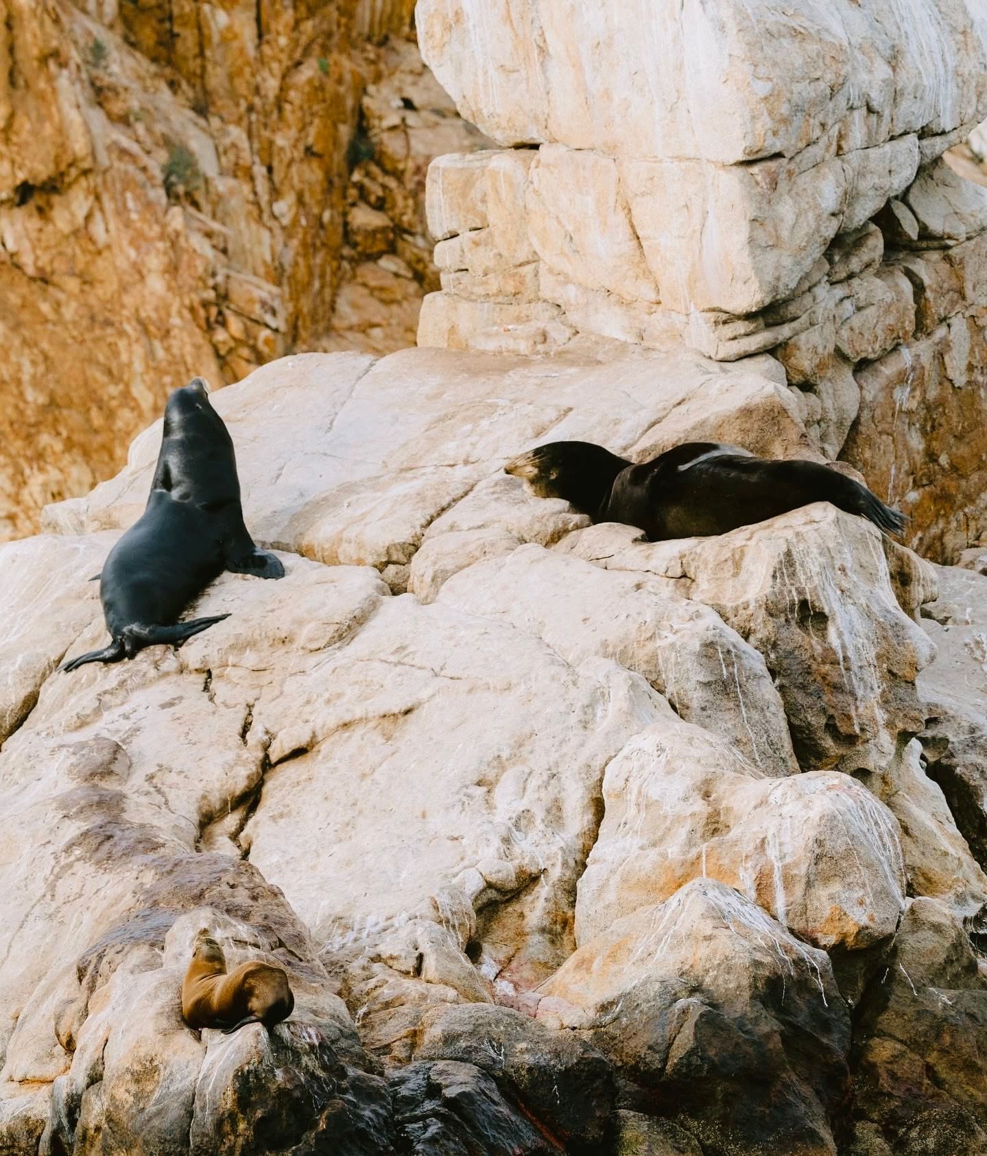 Un grupo de focas está sentado en lo alto de un acantilado rocoso.