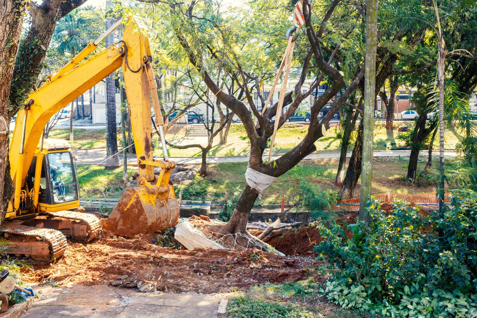 Yellow excavator digging soil next to a tree with white bandage. Trees, foliage, and urban background.