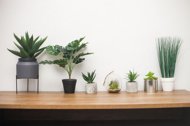 Indoor Plants — Carlsbad, CA — Modern Health and Beauty