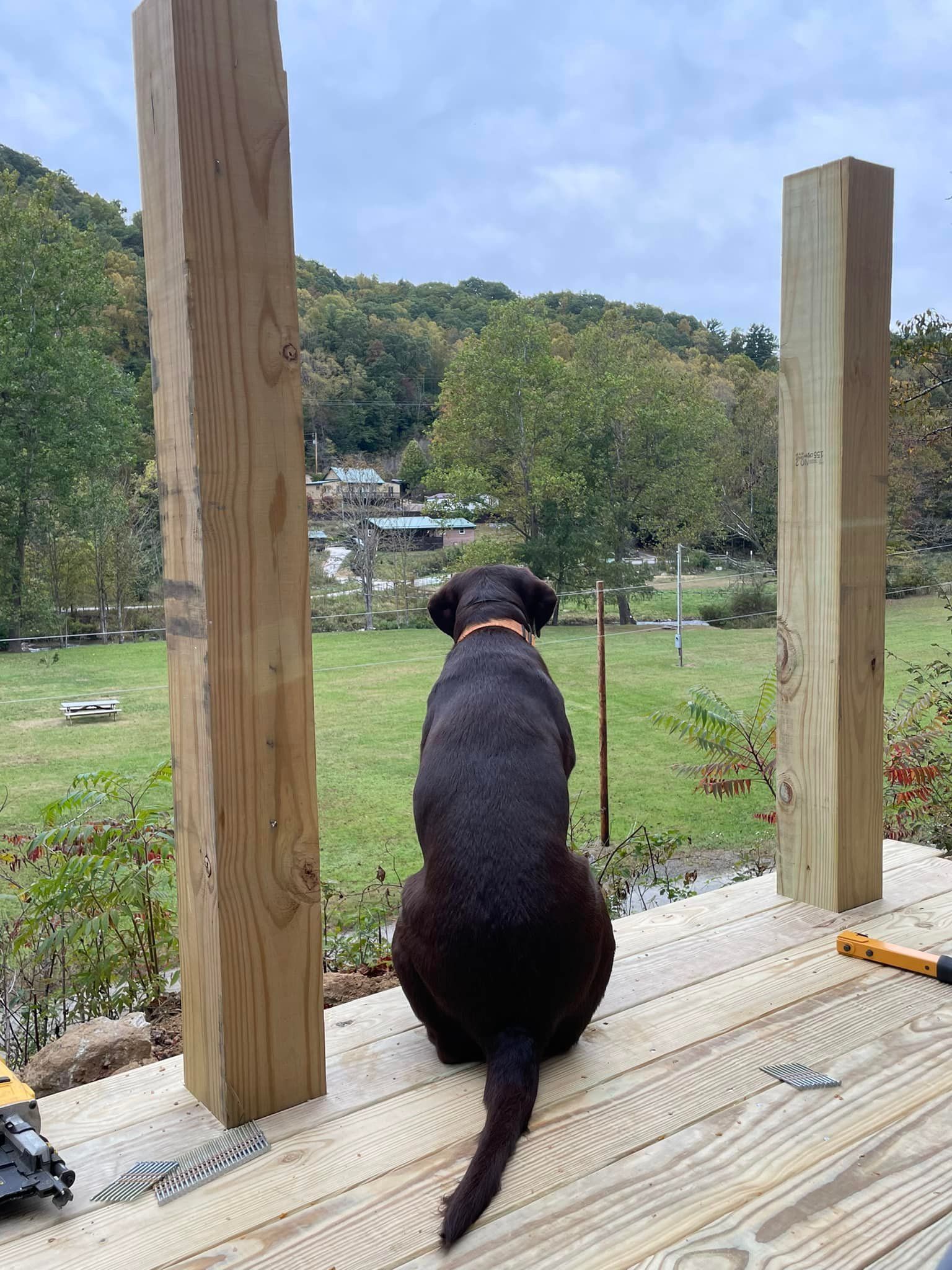 A black dog is standing on a wooden deck looking out over a field.
