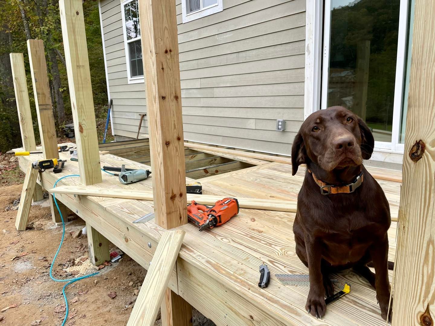 A brown dog is sitting on a wooden deck.