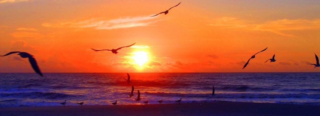 birds flying at sunset on beach