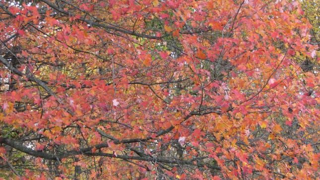 A tree with lots of red and orange leaves on it