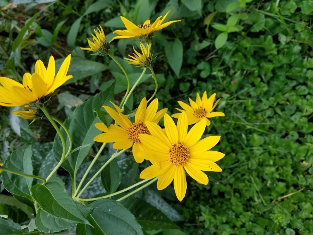 A bunch of yellow flowers are growing in the grass.