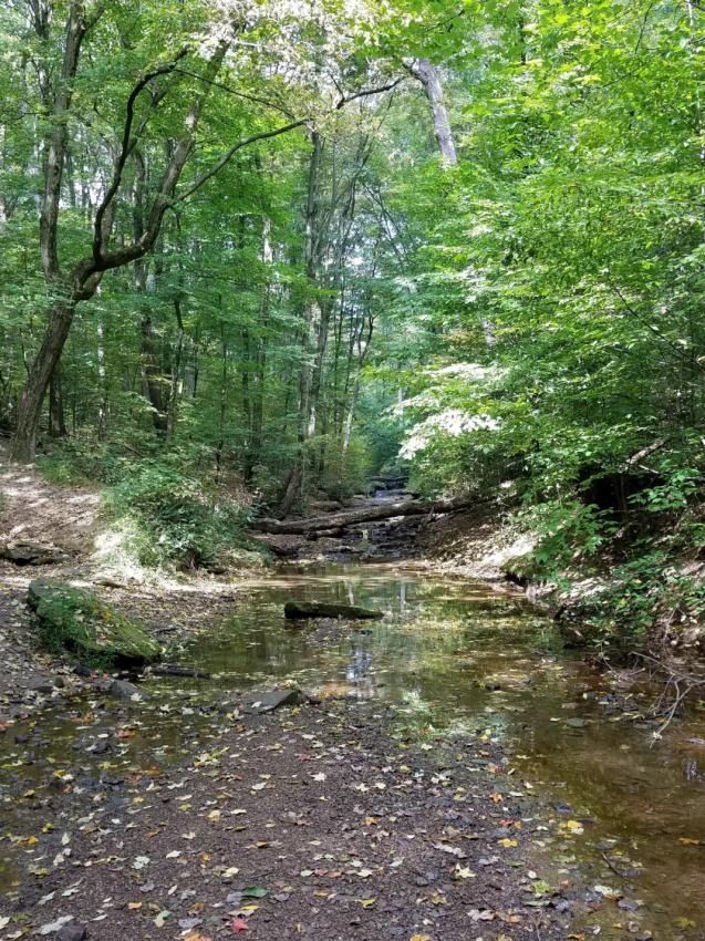 A small stream in the middle of a forest surrounded by trees.