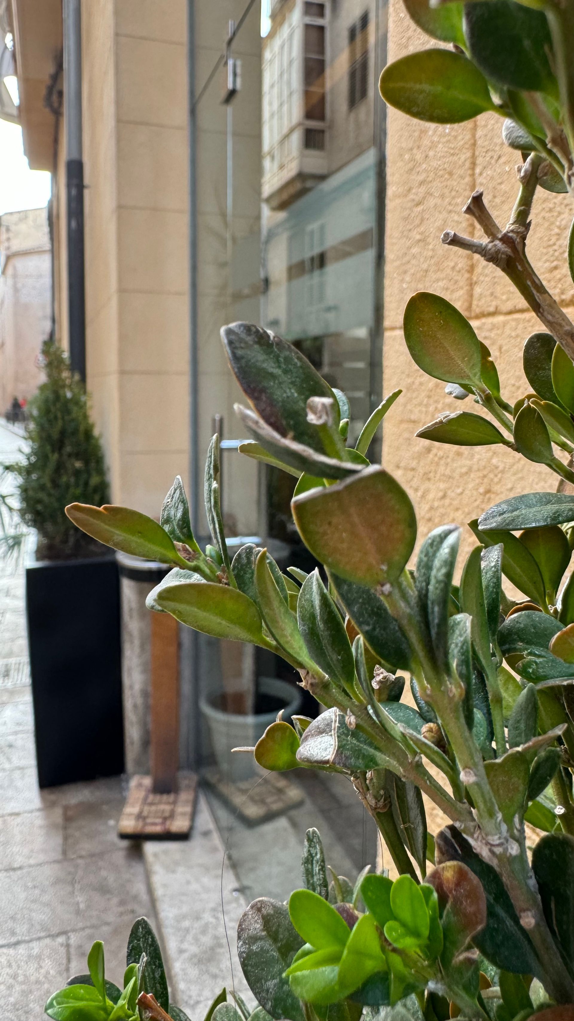 best restaurants in Palma