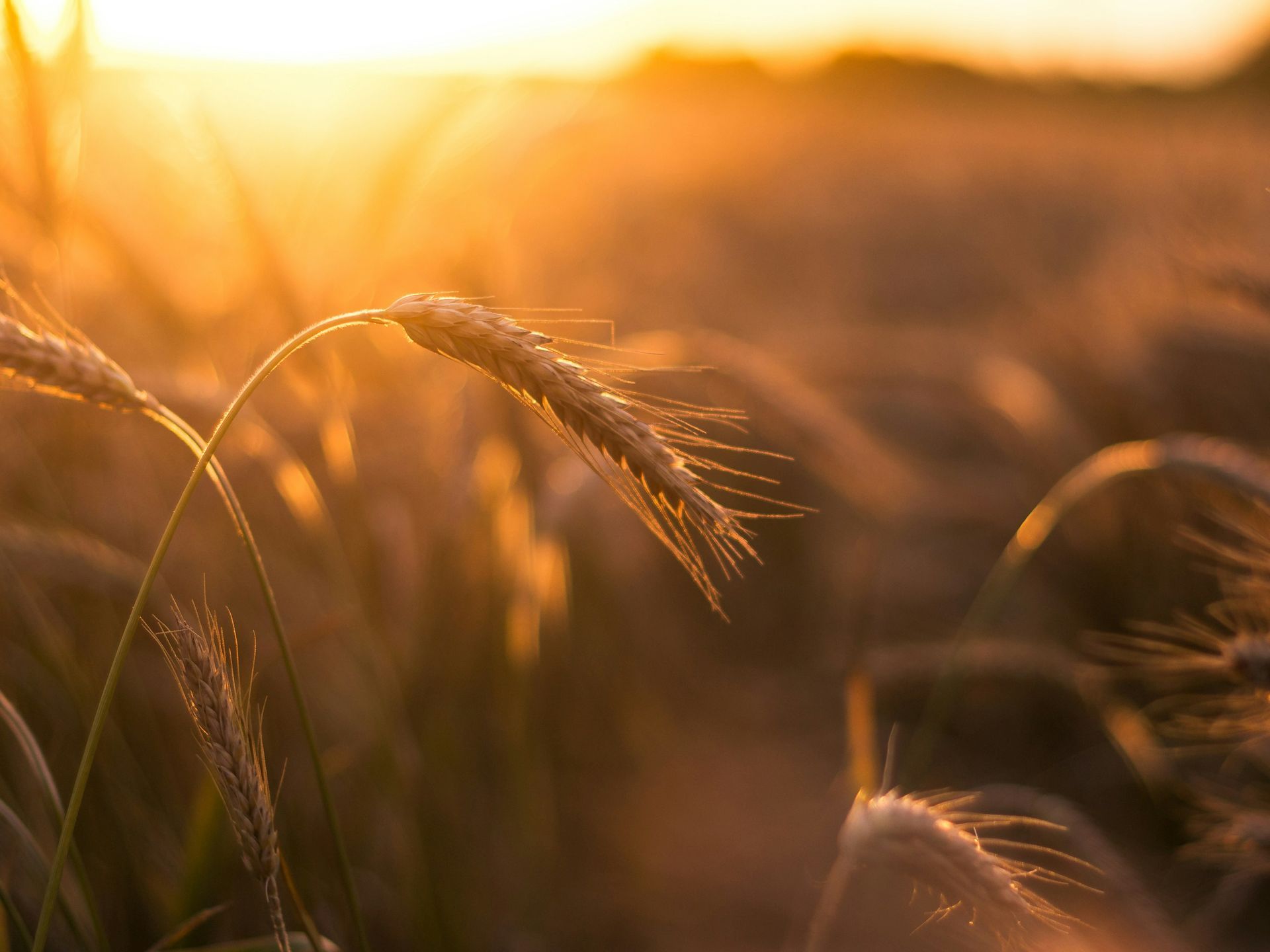 a close up of a field of wheat at sunset .