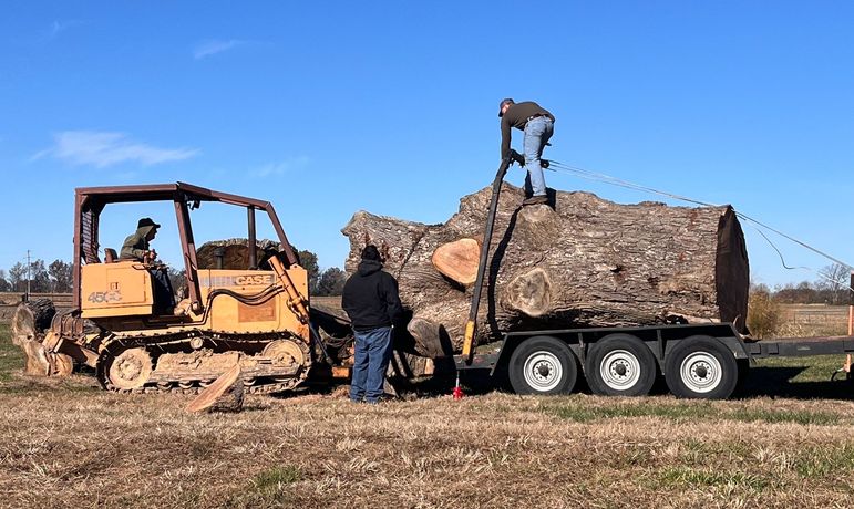 A bulldozer is carrying a large log on a trailer.