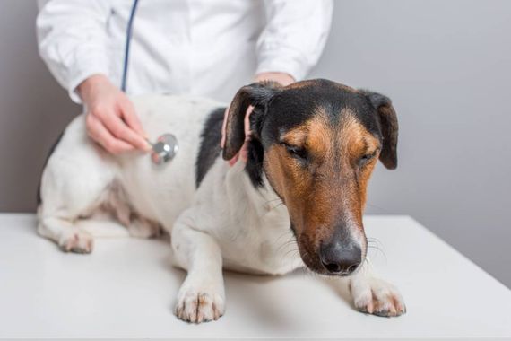 cane in ambulatorio veterinario
