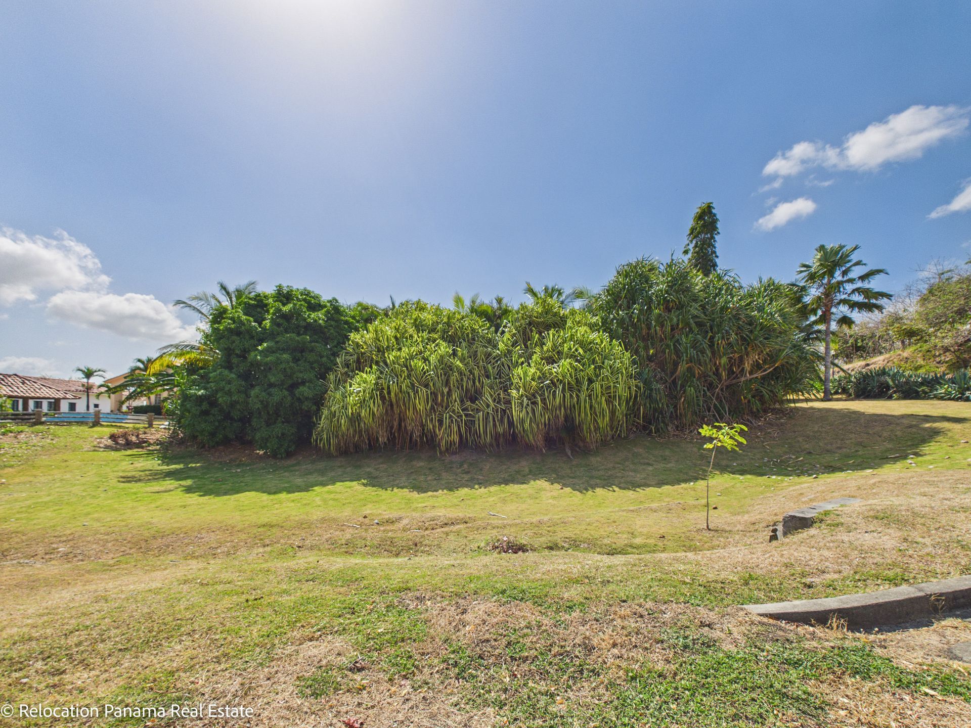 Una soleada zona de parque cubierta de césped, con un denso seto verde de árboles y arbustos bajo un cielo azul despejado.