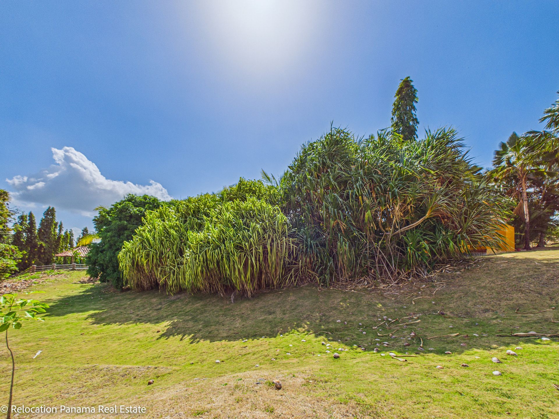 Un jardín cubierto de hierba con un denso grupo de arbustos y árboles verdes contra un cielo azul brillante con un destello de sol.