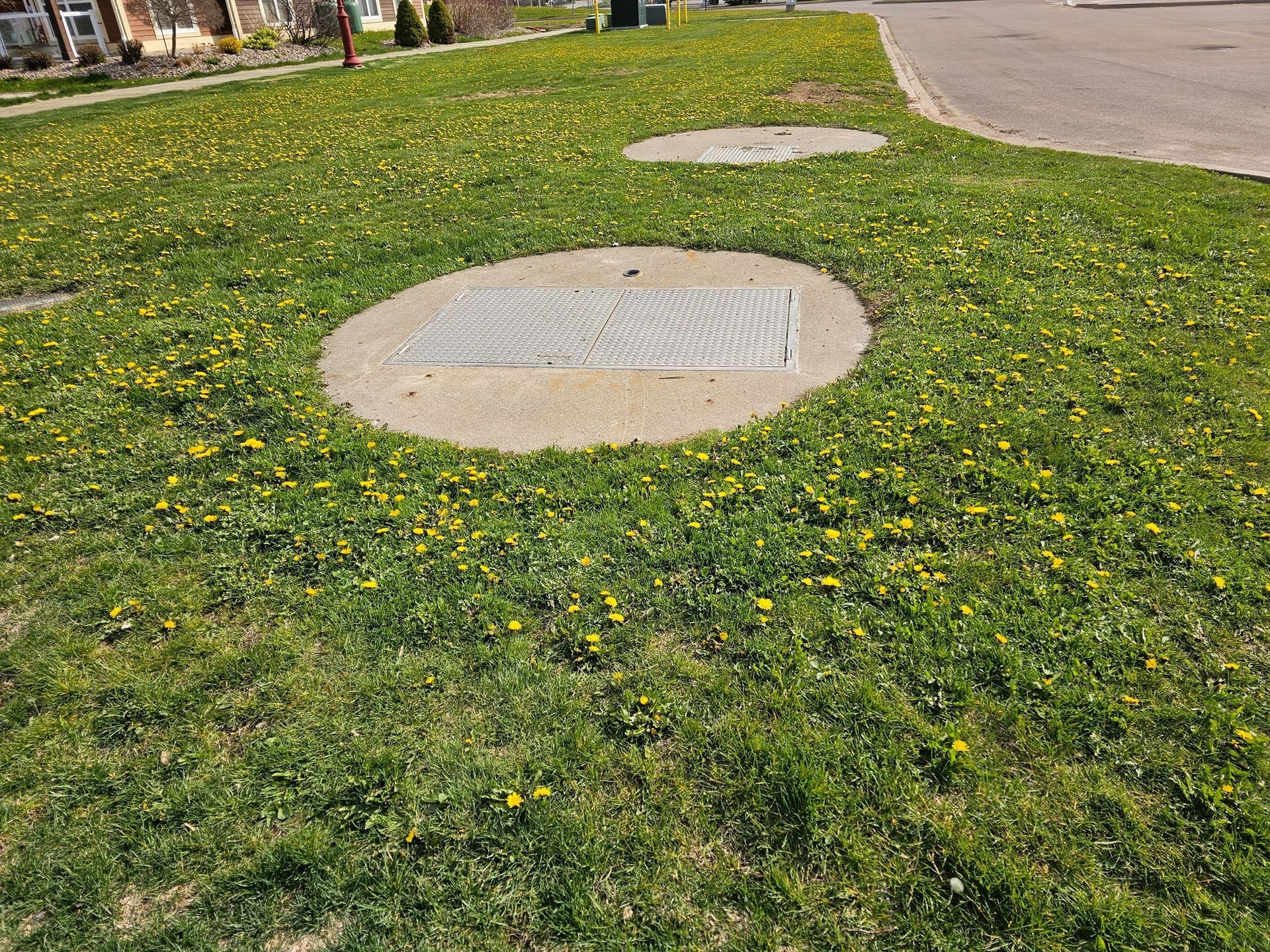 Lawn with two circular concrete covers. The larger cover has a metal grate. Green grass with yellow dandelions.