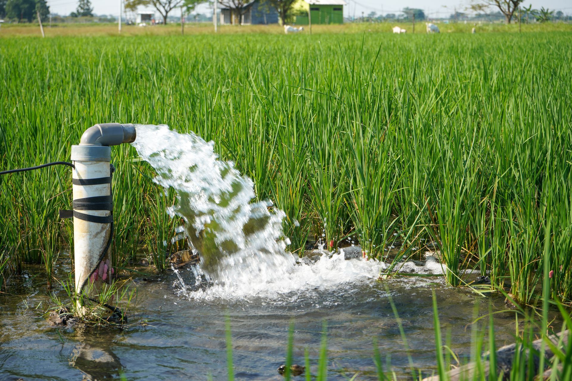 Water gushing from a pipe into a flooded rice field, irrigating crops. Green field, blue sky.
