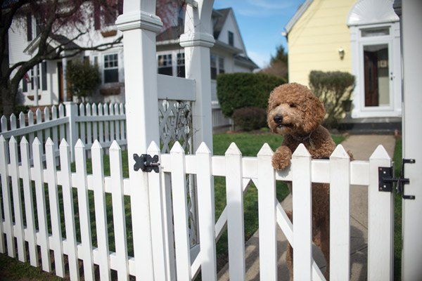 dog by white picket fence