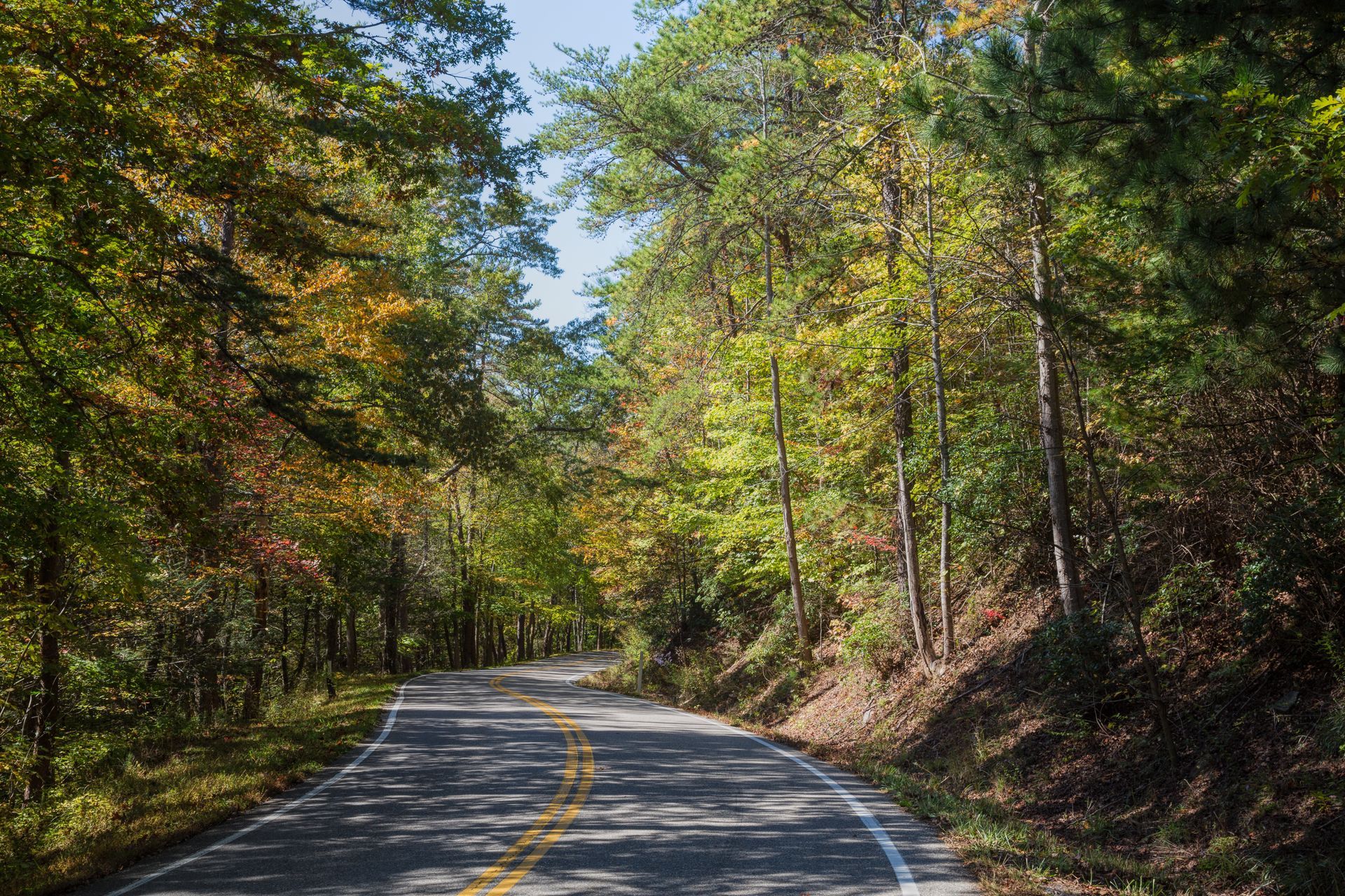 Paved road winding through a forest of trees with green and yellow foliage.