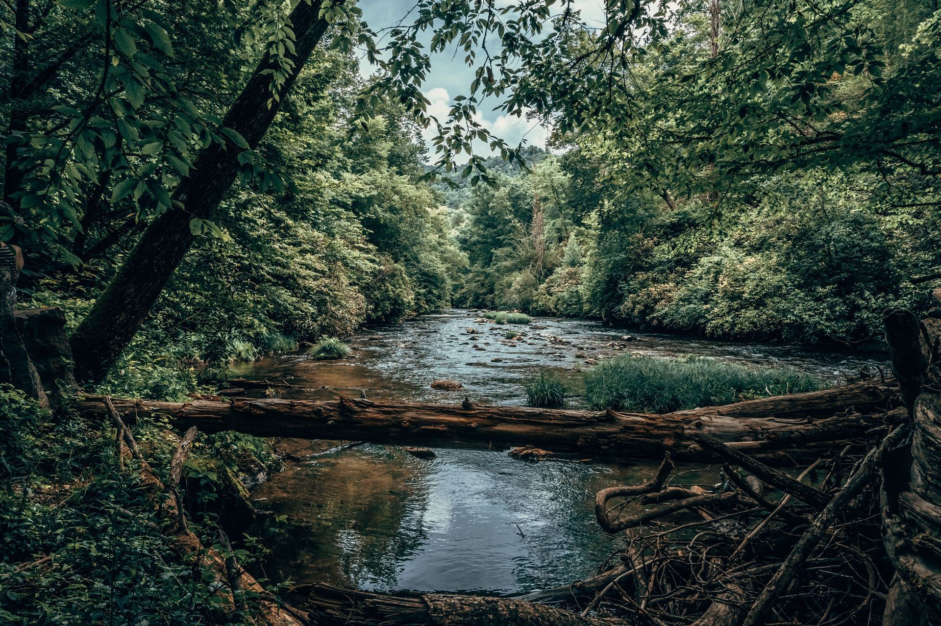 A creek flows through a lush, green forest, with a log bridge spanning the water.