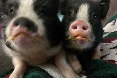 Two pigs are sitting next to each other on a blanket.