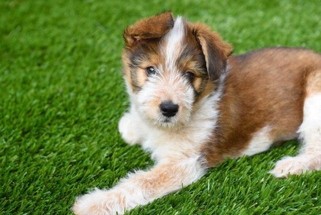 Cute brown and white puppy laying on pet-friendly artificial grass