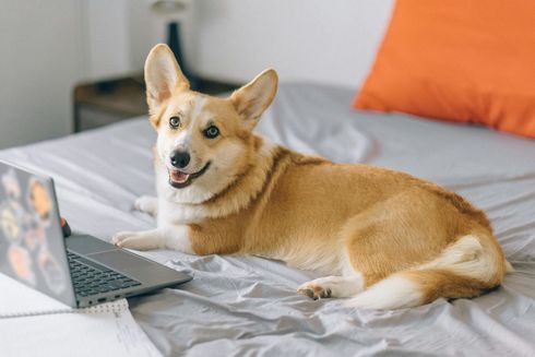Corgi deitado na cama com um laptop, sorrindo. Almofada laranja ao fundo.
