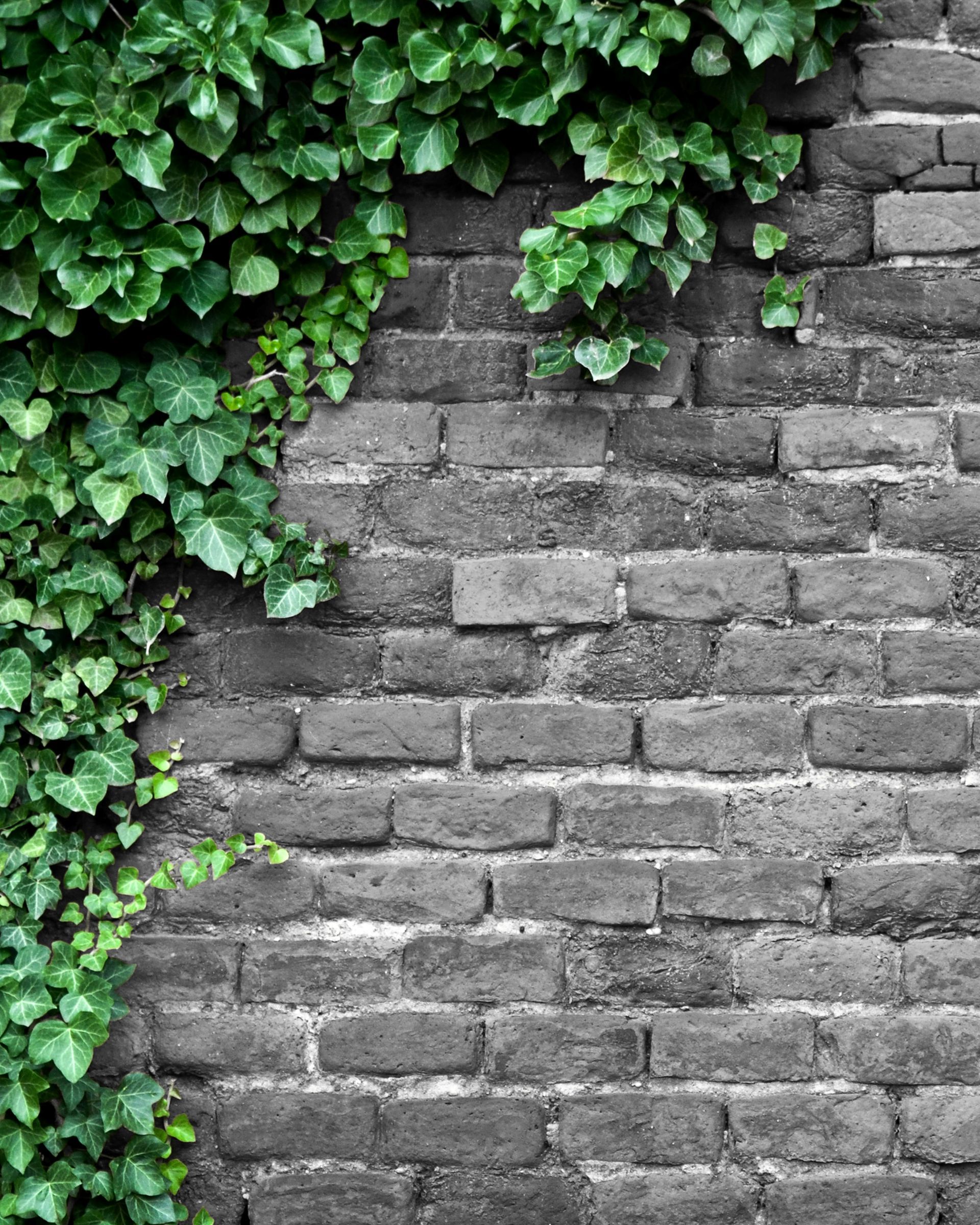 A brick wall with ivy growing on it.