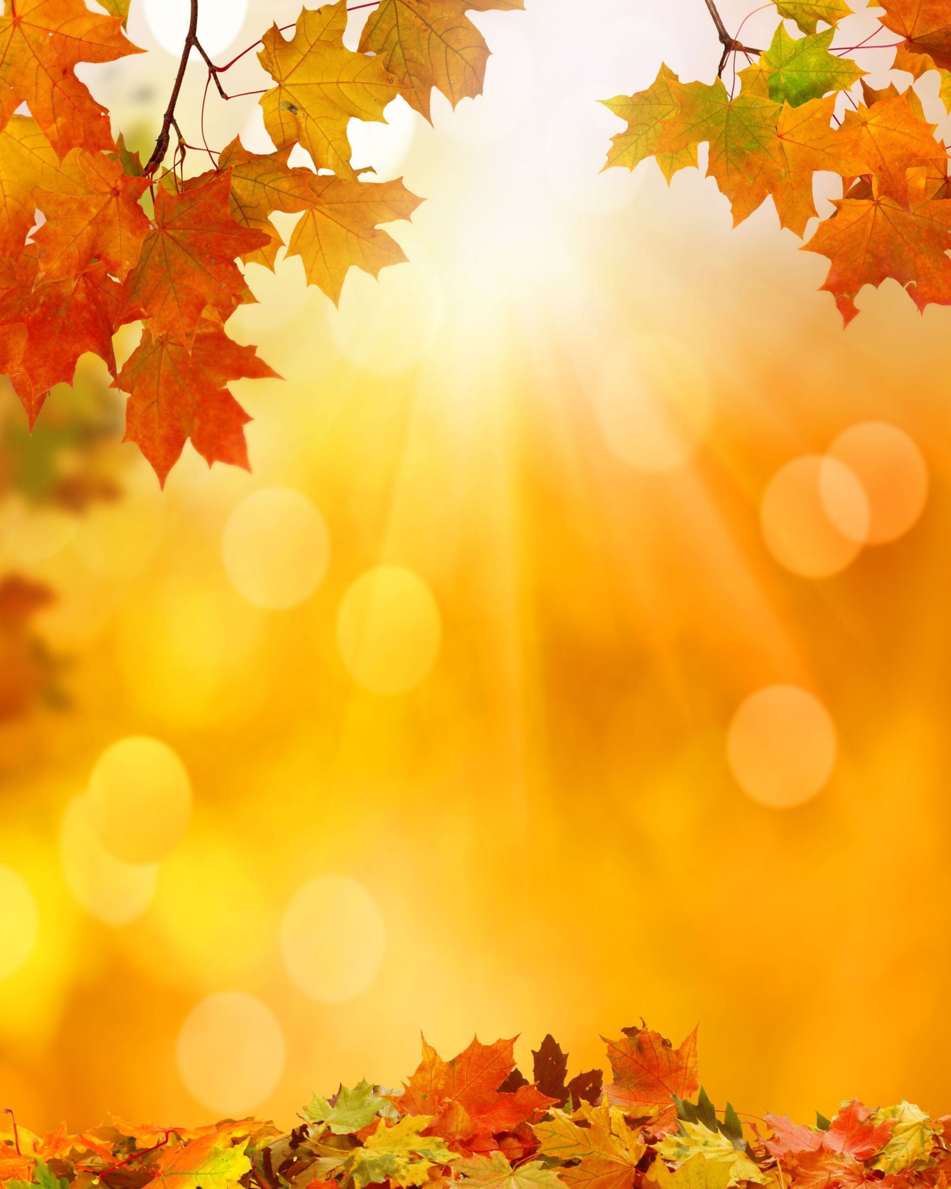 The sun is shining through the leaves of a tree