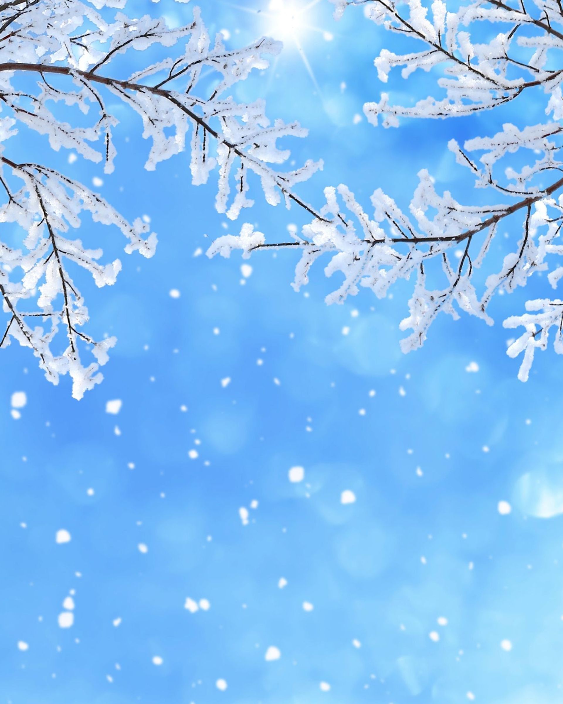 A tree with snow on the branches and a blue sky in the background.