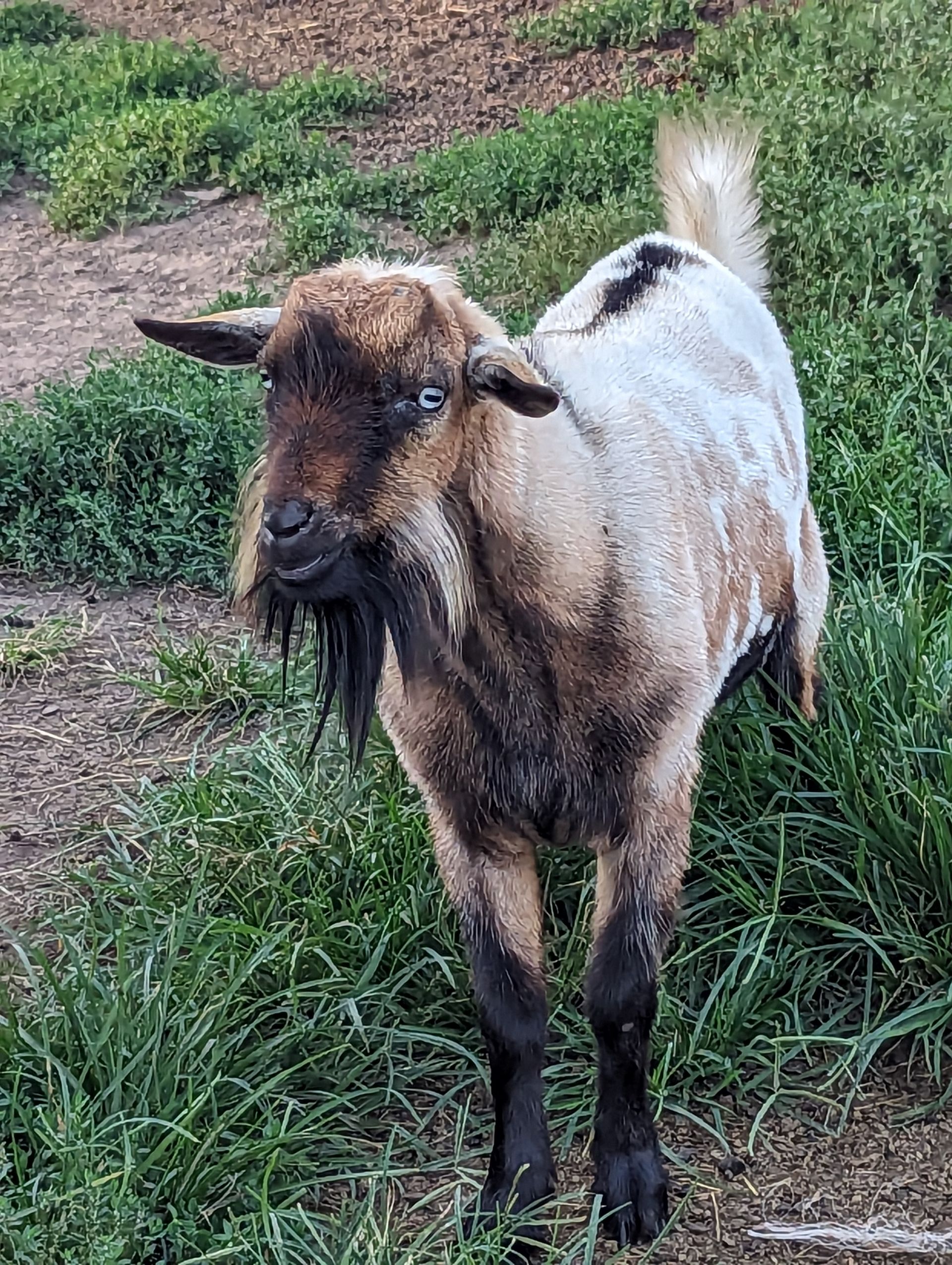 male goats for sale