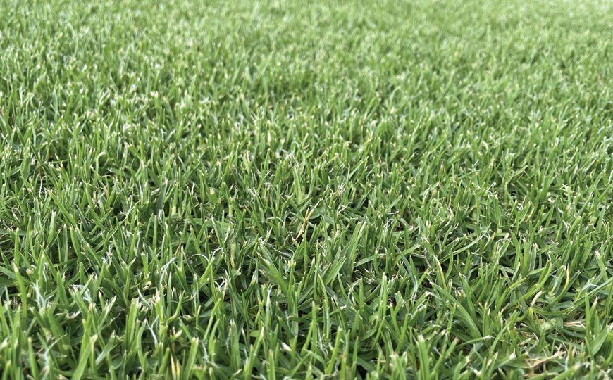 A Close Up of a Lush Green Lawn With a Few White Spots on It — Wodonga Sand & Soil in Wodonga, VIC