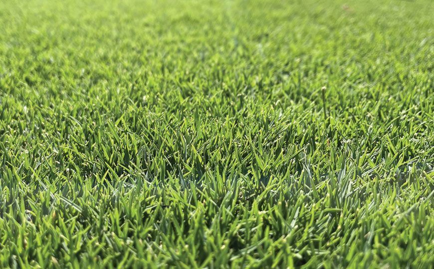 A Close Up of a Lush Green Field of Grass — Wodonga Sand & Soil in Wodonga, VIC