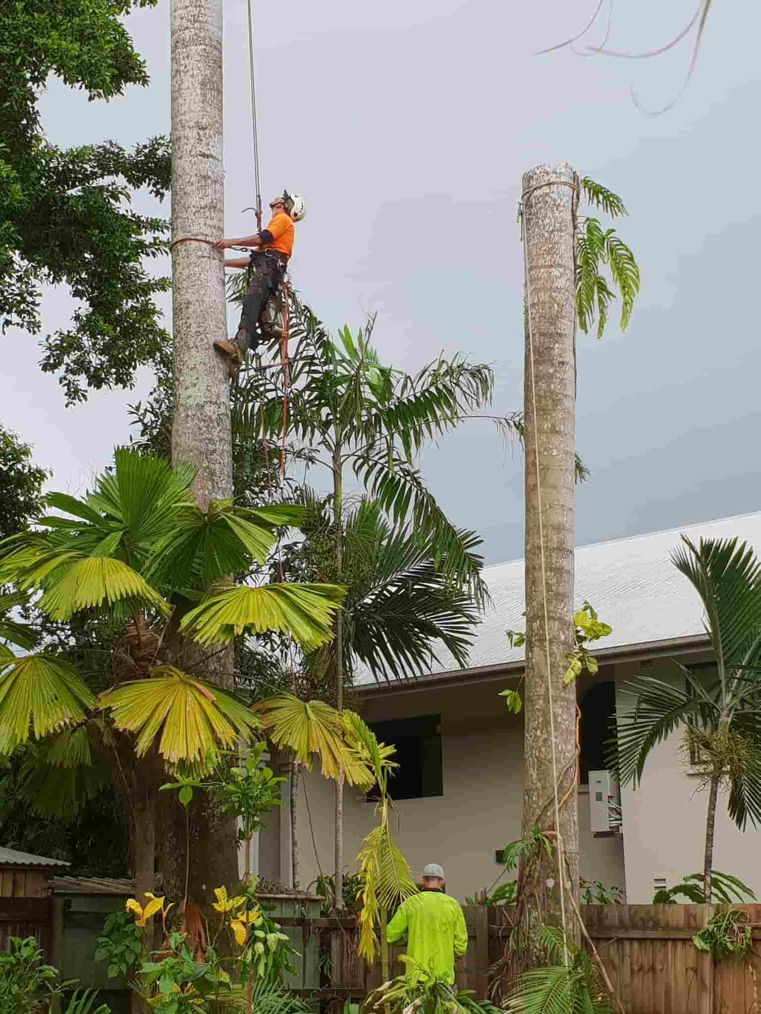 A Man Is Climbing A Tree In Front Of A House — Arborcare Tree Service NQ In Smithfield, QLD