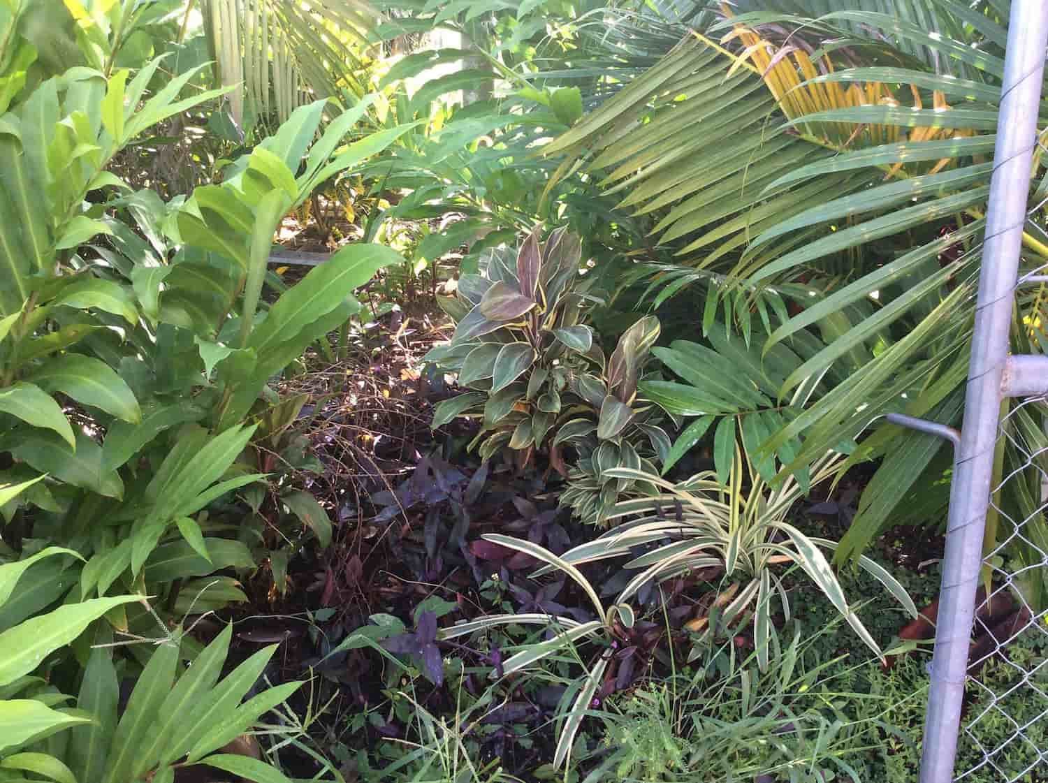 A Chain Link Fence Surrounded By Lots Of Plants And Trees — Arborcare Tree Service NQ In Smithfield, QLD