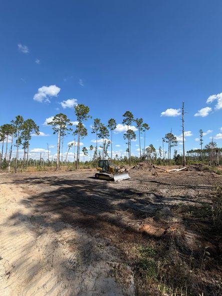 A bulldozer clears land in a sparse forest under a bright blue sky with scattered clouds.